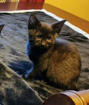 Domestic Short Hair Cats Available for Adoption - Ripley | PetCurious