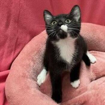 Linguine -  Domestic Short Hair Cat for Adoption in Green Valley, Arizona - Linguine | PetCurious