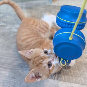 Autumn -  Domestic Short Hair Cat for Adoption in La Grange, Kentucky - Autumn | PetCurious