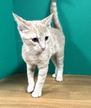 Abilene -  Domestic Short Hair Cat for Adoption in Hawk Point, Missouri - Abilene | PetCurious