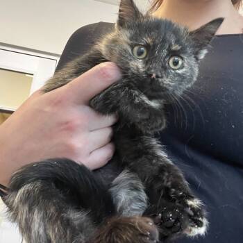 Rescue Domestic Short Hair Cats for Adoption in Rifle, Colorado - Graham Cracker | PetCurious