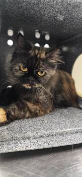 Grace -  Persian Cat for Adoption in Athens, Tennessee - Grace | PetCurious