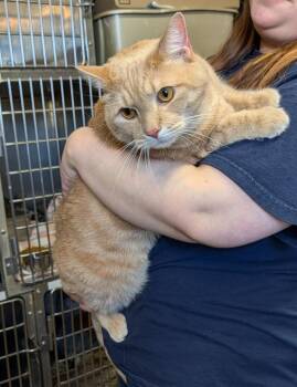 Trouble (Neutered & Declawed) (Currently at WeLovPets) -  Tabby and Domestic Short Hair Cat for Adoption in Marietta, Ohio - Trouble (Neutered & Declawed) (Currently At WeLovPets) | PetCurious