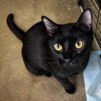 Cleopatra (FIV Positive) -  Domestic Short Hair Cat for Adoption in Houston, Texas - Cleopatra (FIV Positive) | PetCurious