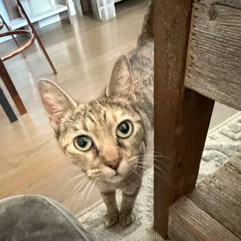Rescue Domestic Short Hair Cats for Adoption in New York, New York - Rory | PetCurious