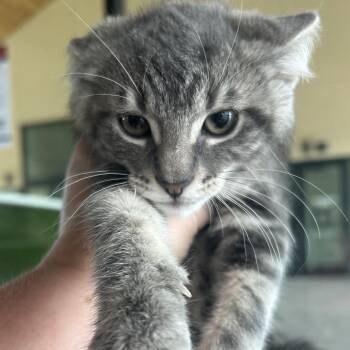 Boomer -  Domestic Medium Hair Cat for Adoption in Leander, Texas - Boomer | PetCurious