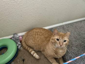 Domestic Short Hair Cats Available for Adoption in Fort Collins, Colorado - Crush | PetCurious