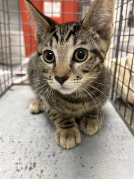 A1426421 -  Domestic Short Hair Cat for Adoption in Las Vegas, Nevada - A1426421 | PetCurious