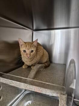 Nf2 -  Domestic Short Hair Cat for Adoption in Lawrenceville, Georgia - Nf2 | PetCurious