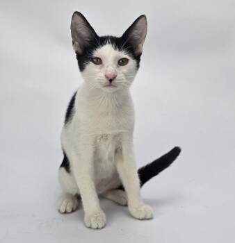 Borneo -  Domestic Short Hair Cat for Adoption in Sedalia, Colorado - Borneo | PetCurious