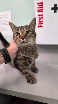 Kelly -  Domestic Short Hair Cat for Adoption in Athens, Tennessee - Kelly | PetCurious