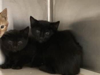 Domestic Short Hair Cats Available for Adoption in Tustin, California - BATTLE BEAST | PetCurious