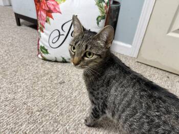 Rescue Domestic Short Hair Cats for Adoption in Brighton, New York - Angie | PetCurious