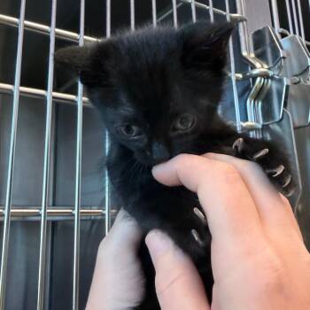 Cosmic Brownie -  Domestic Short Hair Cat for Adoption in Madisonville, Tennessee - Cosmic Brownie | PetCurious