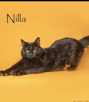 Nilla -  Domestic Long Hair Cat for Adoption in Lafayette, Colorado - Nilla | PetCurious