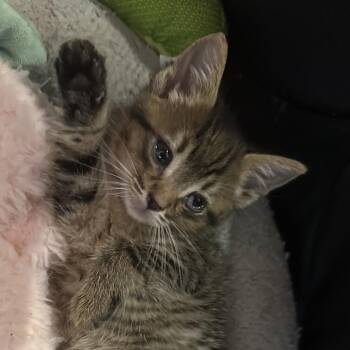 Dibble -  Domestic Short Hair Cat for Adoption in Newark, New Jersey - Dibble | PetCurious