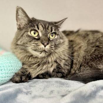 Ivy -  Domestic Medium Hair Cat for Adoption in Atlanta, Georgia - Ivy | PetCurious