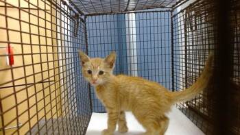 EMITT -  Domestic Short Hair Cat for Adoption in Doral, Florida - EMITT | PetCurious