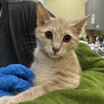 Tortilla -  Domestic Short Hair Cat for Adoption in Richmond, Virginia - Tortilla | PetCurious