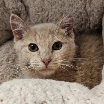 Yara -  Domestic Short Hair Cat for Adoption in Oneonta, New York - Yara | PetCurious