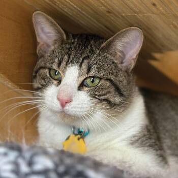 Domestic Short Hair Cats Available for Adoption - Paul | PetCurious