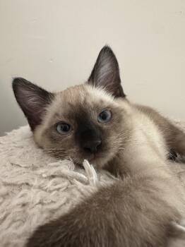 Canela -  Domestic Short Hair Cat for Adoption in Davis, California - Canela | PetCurious