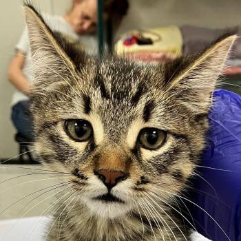 110532 -  Domestic Short Hair Cat for Adoption in Las Cruces, New Mexico - 110532 | PetCurious