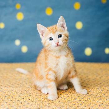 Rescue Domestic Short Hair Cats for Adoption in Saint Paul, Minnesota - Dipsy | PetCurious