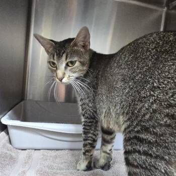 Pawsby 26-0631 -  Domestic Short Hair Cat for Adoption in Yanceyville, North Carolina - Pawsby 26-0631 | PetCurious