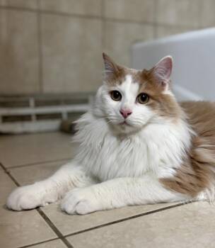 Domestic Long Hair Cats Available for Adoption - Oliver | PetCurious