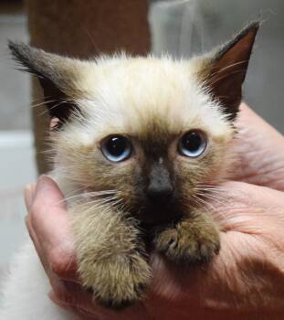 Giovanni -  Siamese Cat for Adoption in Bulverde, Texas - Giovanni | PetCurious
