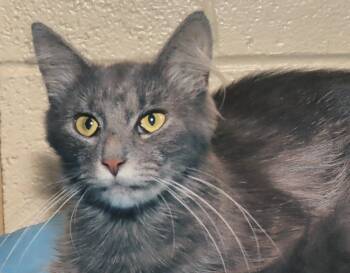 Rescue Domestic Long Hair Cats for Adoption in Euclid, Ohio - Ariana | PetCurious