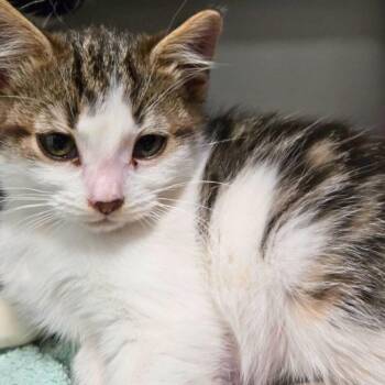 Rescue Domestic Short Hair Cats for Adoption in Nampa, Idaho - Amelia Bedelia | PetCurious