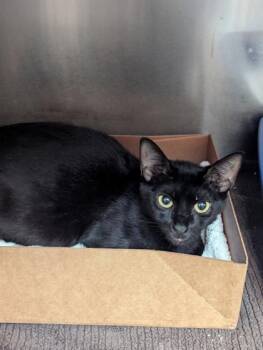 Domestic Short Hair Cats Available for Adoption - Casta Shadow | PetCurious