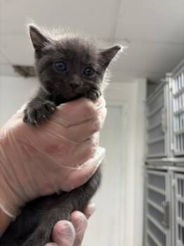 SKIPPER -  Domestic Short Hair Cat for Adoption in San Bernardino, California - SKIPPER | PetCurious