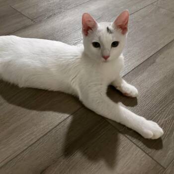 Rhett -  Domestic Short Hair Cat for Adoption in Gainesville, Florida - Rhett | PetCurious