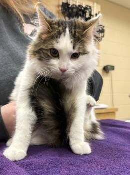 Domestic Short Hair Cats Available for Adoption - IVORY | PetCurious