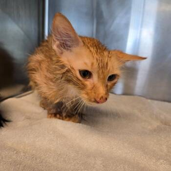 Buttercup -  Domestic Long Hair Cat for Adoption - Buttercup | PetCurious
