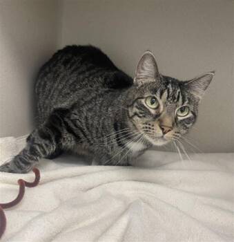 LUNA -  Domestic Short Hair Cat for Adoption in Loveland, Colorado - LUNA | PetCurious