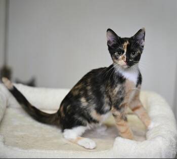 Coraline & Pouch -  Tortoiseshell and Tuxedo Cat for Adoption in Falmouth, Maine - Coraline & Pouch | PetCurious