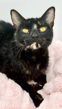 Chansey -  Tortoiseshell Cat for Adoption in Covington, Louisiana - Chansey | PetCurious