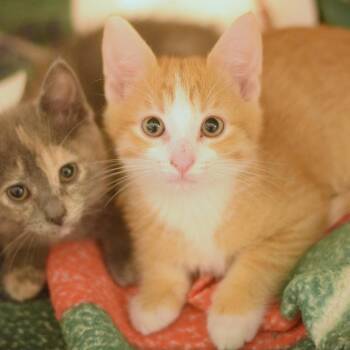 Domestic Short Hair Cats Available for Adoption in Belleville, Illinois - Spark | PetCurious