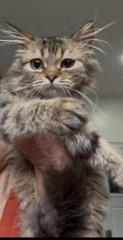 Yoshie -  Maine Coon and Siberian Cat for Adoption in Brampton, Ontario - Yoshie | PetCurious