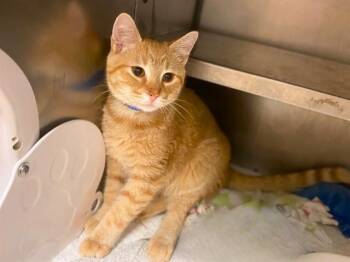 NAPOLEON DYNAMITE -  Domestic Short Hair Cat for Adoption in Fort Wayne, Indiana - NAPOLEON DYNAMITE | PetCurious