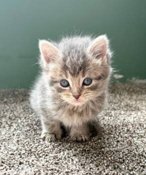 Piston -  Domestic Short Hair Cat Available for Adoption in Warren, Pennsylvania - Piston | PetCurious