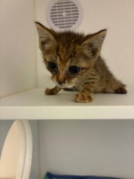 Wanda -  Domestic Short Hair Cat for Adoption in Oxford, North Carolina - Wanda | PetCurious