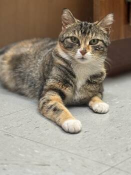 Callie -  Calico Cat for Adoption in Murray, Kentucky - Callie | PetCurious