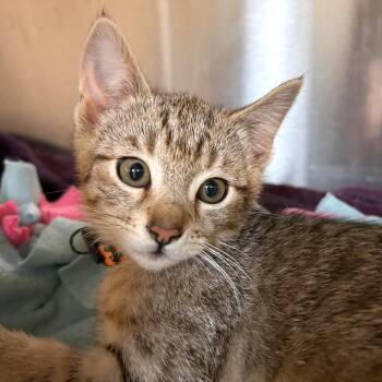 Domestic Short Hair Cats Available for Adoption in Woodinville, Washington - Salmonberry | PetCurious