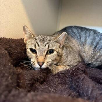 Pixel -  Domestic Short Hair Cat for Adoption in Louisville, Kentucky - Pixel | PetCurious