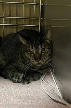 Wasabi -  Domestic Short Hair Cat for Adoption in Vancouver, Washington - Wasabi | PetCurious